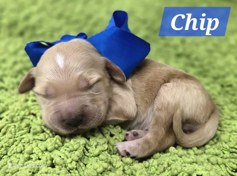 Chip – Goldendoodle puppy for sale in Eugene, OR