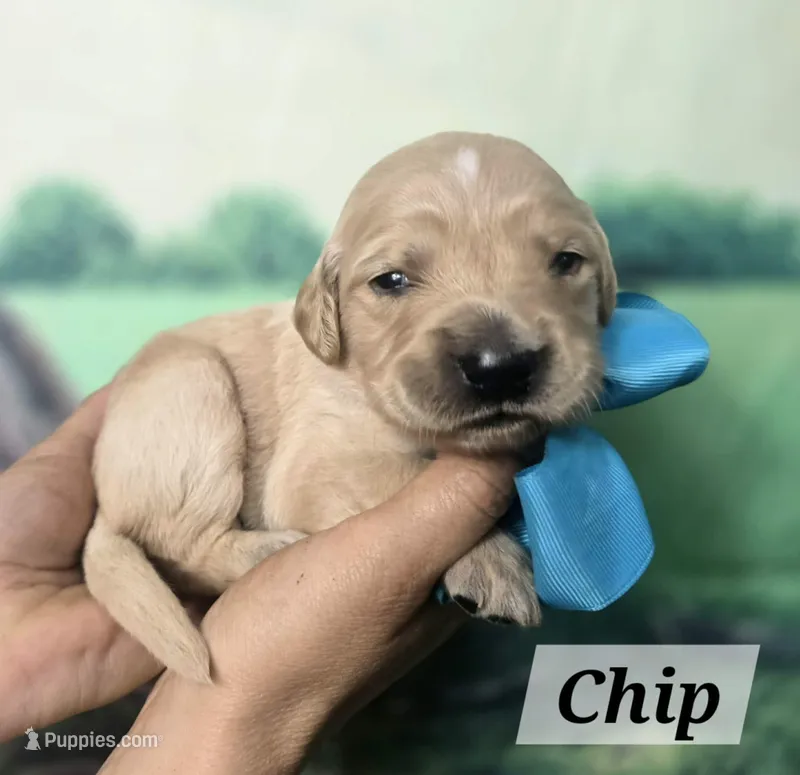 Chip – Goldendoodle puppy for sale in Eugene, OR