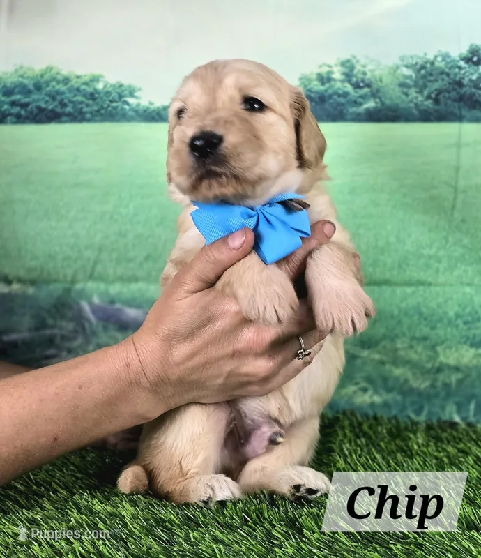 Chip – Goldendoodle puppy for sale in Eugene, OR