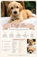 Cliffbar - ESA or Therapy Prospect, a male Goldendoodle for sale in Eugene, OR – 8 of 8