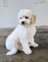 Justice | Expected 10–15 lbs, a male Miniature Goldendoodle for sale in Eugene, OR – 8 of 9