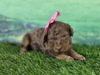 February | Medium 35-40#, a female English Goldendoodle for sale in Eugene, OR – 7 of 7