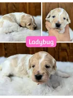 Ladybug, a female Miniature Goldendoodle for sale in Eugene, OR – 7 of 7