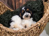 Dragonfly, a female Miniature Goldendoodle for sale in Eugene, OR – 5 of 6