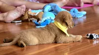 What's it, a female Golden Retriever for sale in Eugene, OR – 2 of 6