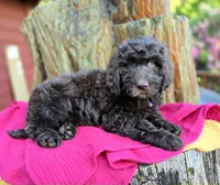 July - Medium 35-40#, a female English Goldendoodle for sale in Eugene, OR – 2 of 4