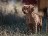 What's it, a female Golden Retriever for sale in Eugene, OR – 1 of 8