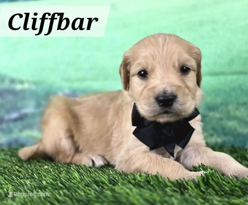 Cliffbar – Goldendoodle puppy for sale in Eugene, OR