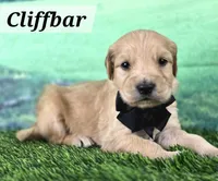 Cliffbar - ESA or Therapy Prospect, a male Goldendoodle for sale in Eugene, OR – 1 of 4