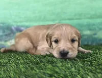 Cliffbar - ESA or Therapy Prospect, a male Goldendoodle for sale in Eugene, OR – 2 of 4