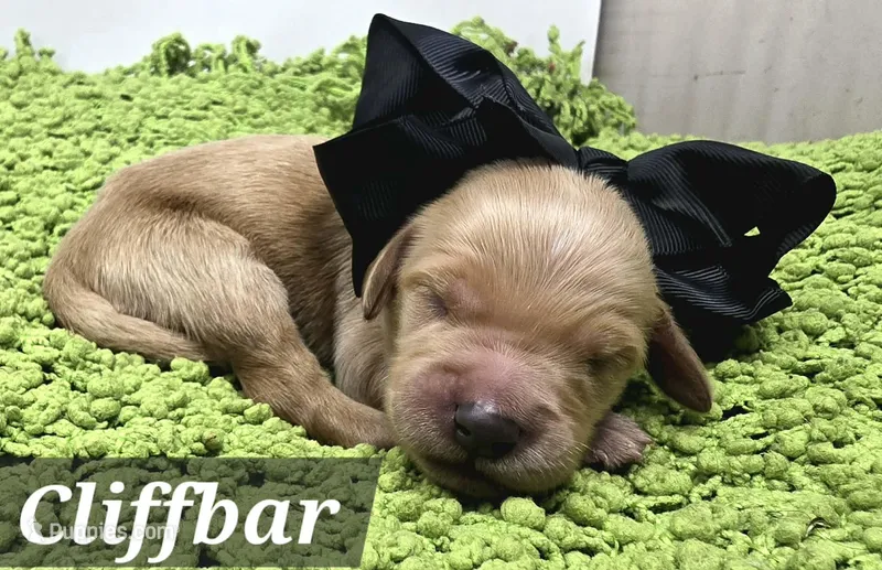 Cliffbar – Goldendoodle puppy for sale in Eugene, OR