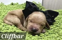 Cliffbar - ESA or Therapy Prospect, a male Goldendoodle for sale in Eugene, OR – 4 of 4