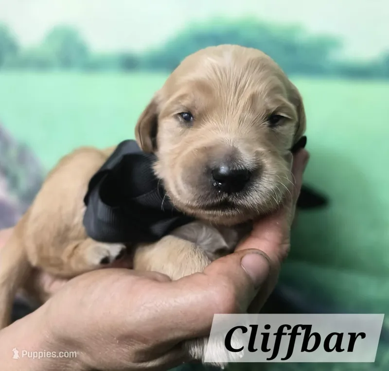 Cliffbar – Goldendoodle puppy for sale in Eugene, OR