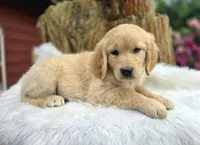Cheese | Flat Coat Standard Ultra Goldendoodle, a female Goldendoodle for sale in Eugene, OR – 2 of 9
