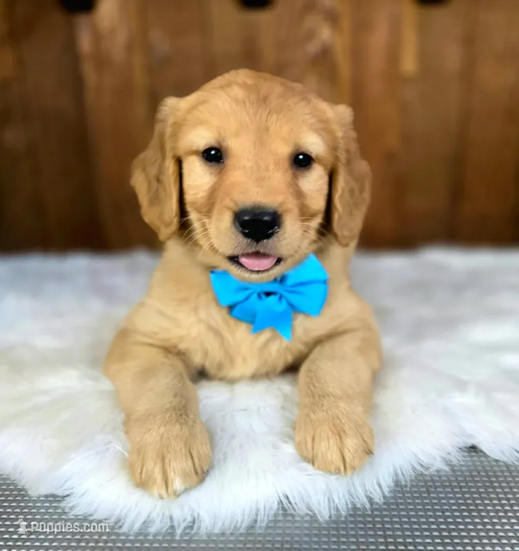 Gizmo – Golden Retriever puppy for sale in Eugene, OR