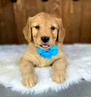 Gizmo, a male Golden Retriever for sale in Eugene, OR – 1 of 4