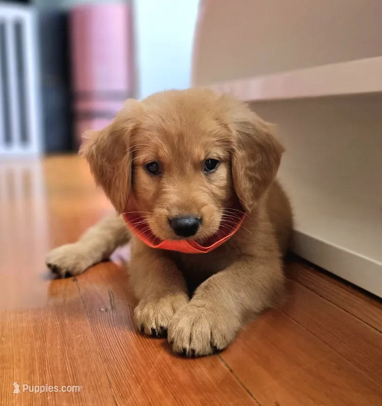 Dinglehopper – Golden Retriever puppy for sale in Eugene, OR