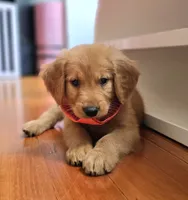 Dinglehopper, a male Golden Retriever for sale in Eugene, OR – 1 of 8