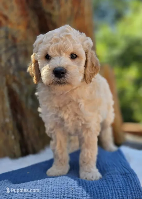 Valor – Miniature Goldendoodle puppy for sale in Eugene, OR