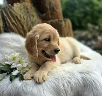 Applesauce | Flat Coat Standard Ultra Goldendoodle, a female Goldendoodle for sale in Eugene, OR – 5 of 10