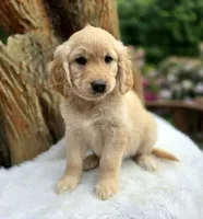 Popcorn - Service Prospect | Flat Coat Standard Ultra Goldendoodle, a female Goldendoodle for sale in Eugene, OR – 2 of 6