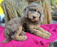 February | Medium 35-40#, a female English Goldendoodle for sale in Eugene, OR – 2 of 7