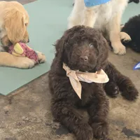 July - Medium 35-40#, a female English Goldendoodle for sale in Eugene, OR – 1 of 4