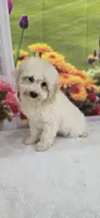 Justice | Expected 10–15 lbs, a male Miniature Goldendoodle for sale in Eugene, OR – 3 of 9