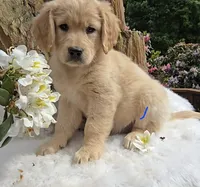 Applesauce | Flat Coat Standard Ultra Goldendoodle, a female Goldendoodle for sale in Eugene, OR – 7 of 10
