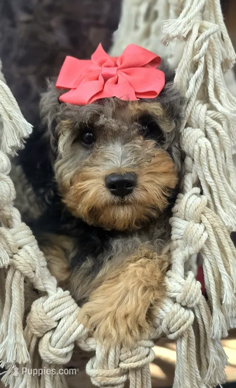 Liberty | Expected 10–15 lbs – Miniature Goldendoodle puppy for sale in Eugene, OR
