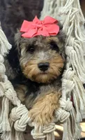 Liberty | Expected 10–15 lbs, a female Miniature Goldendoodle for sale in Eugene, OR – 1 of 7