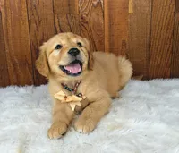 Gubbins, a male Golden Retriever for sale in Eugene, OR – 7 of 8