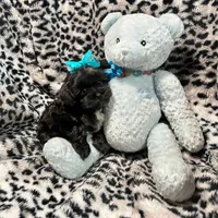 Tiny Black with White Boy, a female Maltipoo and Poodle - Toy  for sale in Rogers, AR – 2 of 3