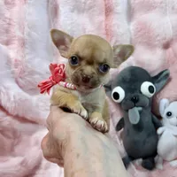 Chocolate Sable Fawn Girl, a female Chihuahua for sale in Rogers, AR – 4 of 4