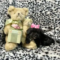 Black, with White Markings Girl, a female Maltipoo and Poodle - Toy  for sale in Rogers, AR – 3 of 3