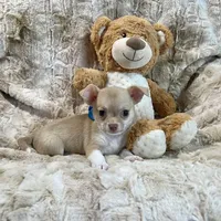 Fawn and White Boy, a male Chihuahua for sale in Rogers, AR – Photo 1 of 3