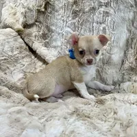 Fawn and White Boy, a male Chihuahua for sale in Rogers, AR – Photo 2 of 3