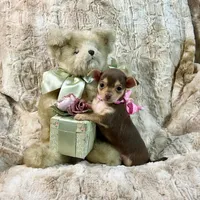 Chocolate and Tan Girl, a male Chihuahua for sale in Rogers, AR – 4 of 4