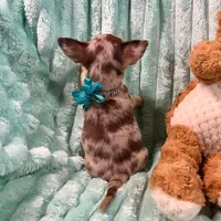 Chocolate Merle Boy, a male Chihuahua for sale in Rogers, AR – 3 of 3
