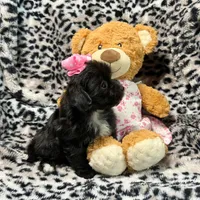 Black, with White Markings Girl, a female Maltipoo and Poodle - Toy  for sale in Rogers, AR – 2 of 3