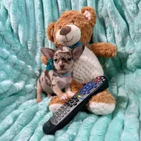 Chocolate Merle Boy, a male Chihuahua for sale in Rogers, AR – 1 of 3