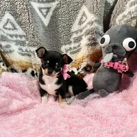 Black, Tan, and White Girl, a female Chihuahua for sale in Rogers, AR – 3 of 3