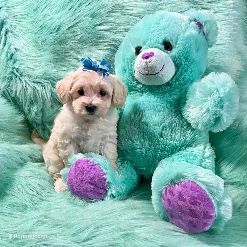Cream Boy ❤ – Maltipoo puppy for sale in Rogers, AR