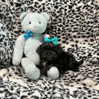 Tiny Black with White Boy, a female Maltipoo and Poodle - Toy  for sale in Rogers, AR – 3 of 3
