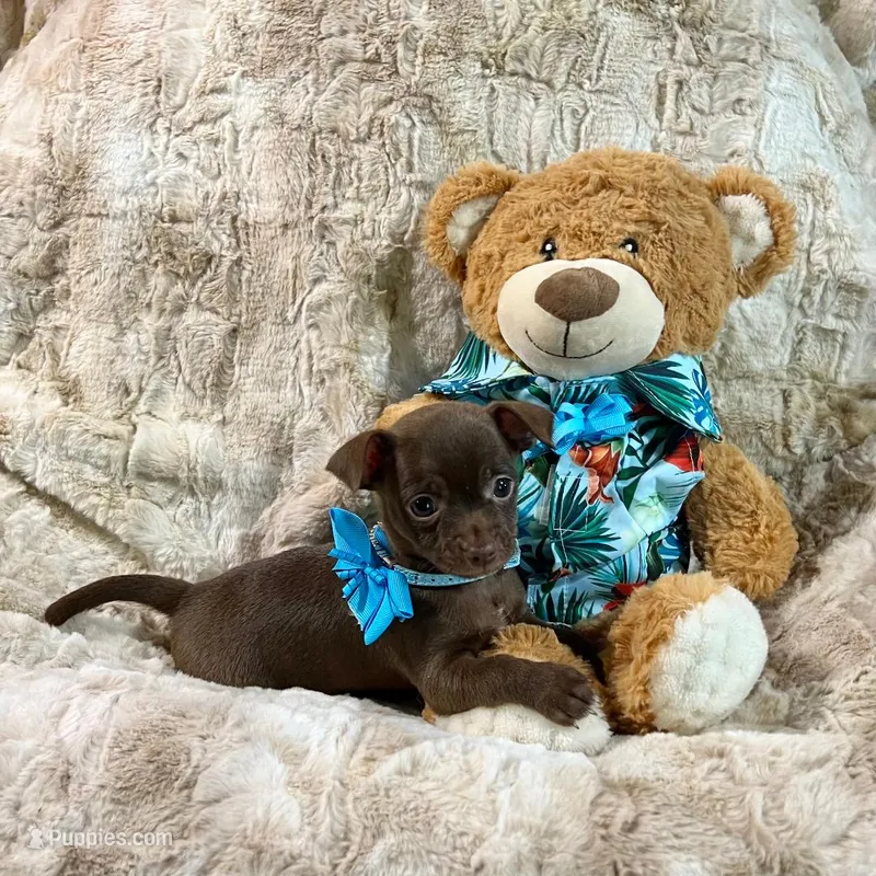 Chocolate Boy – Chihuahua puppy for sale in Rogers, AR