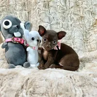 Dark Chocolate Girl, a male Chihuahua for sale in Rogers, AR – 2 of 3