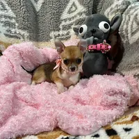 Sable Fawn and White Girl, a female Chihuahua for sale in Rogers, AR – 2 of 3