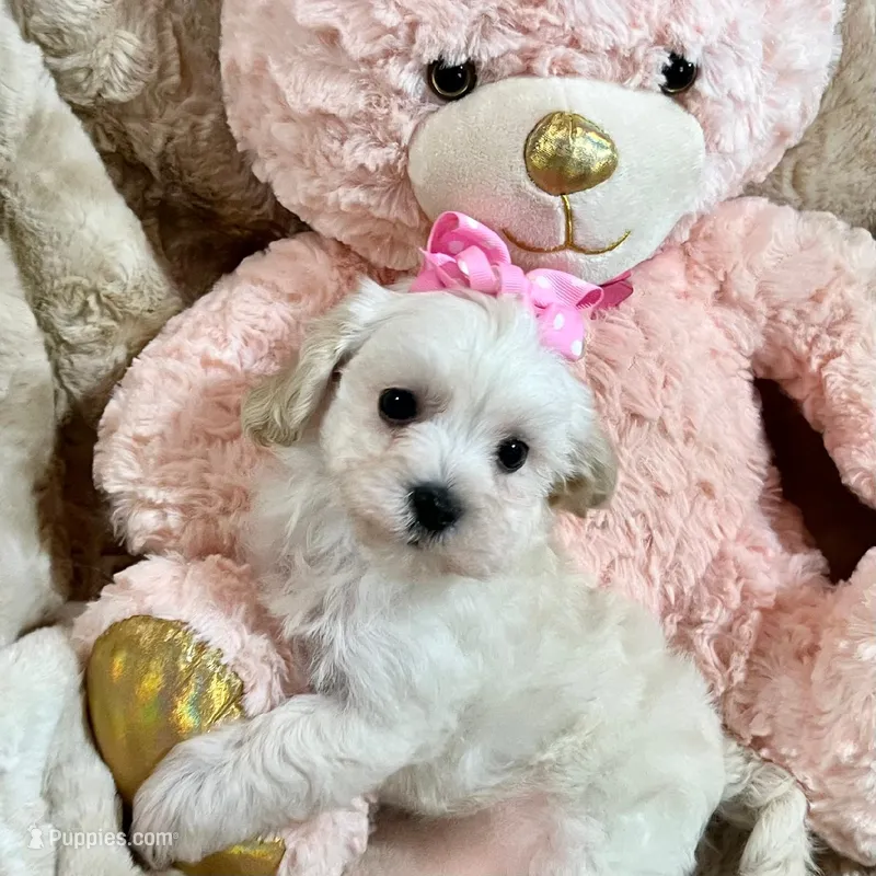 Cream Apricot Girl – Maltipoo puppy for sale in Rogers, AR