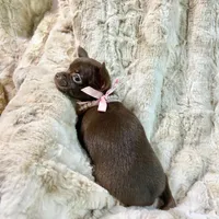 Chocolate Girl ❤, a male Chihuahua for sale in Rogers, AR – 2 of 3