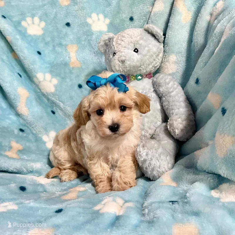 Apricot Boy – Maltipoo puppy for sale in Rogers, AR